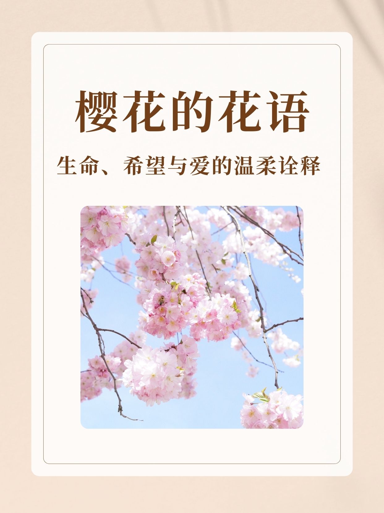樱花