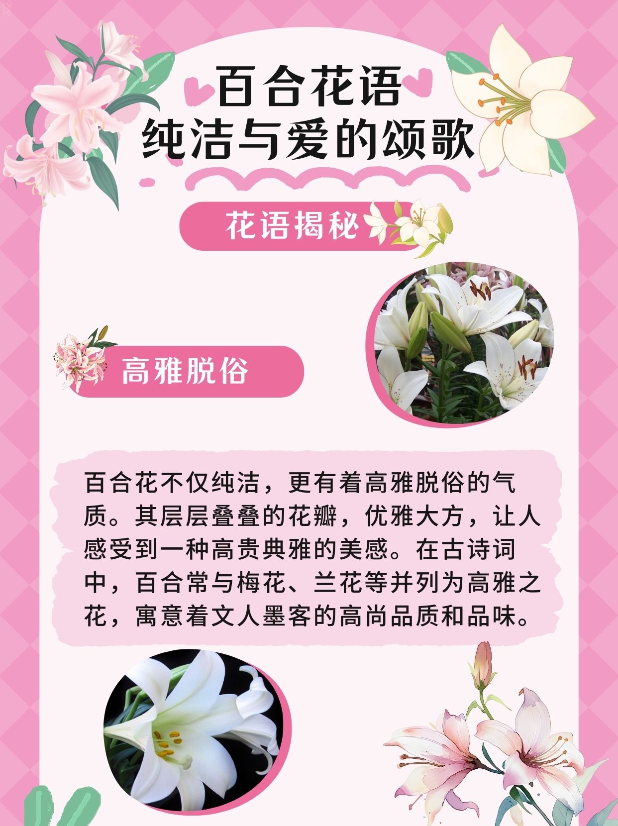 百合