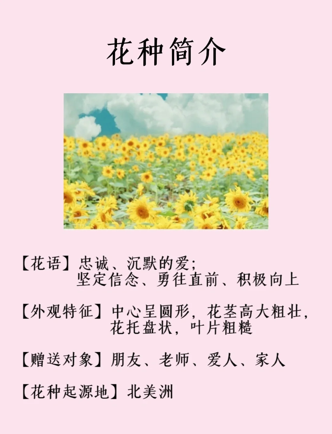 向日葵