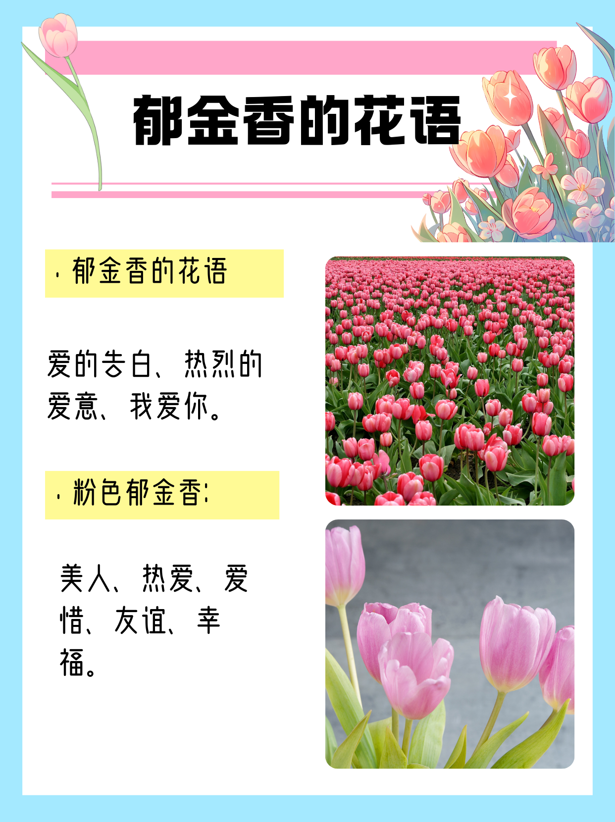 郁金香
