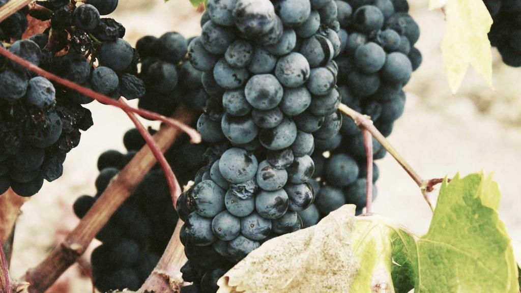 花语文化：每朵花的独特语言